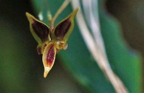 Pleurothallis orecta Another orchid from Cerro Montezuma Cerro Montezuma,Pleurothallis orecta