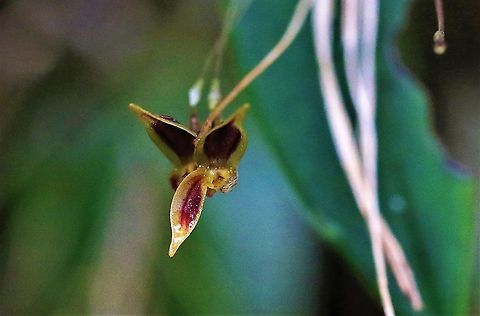 Pleurothallis orecta Cerro Montezuma  Cerro Montezuma,Pleurothallis orecta,Tatama National Park