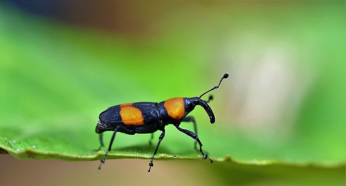 Rhodobaenus augustinus One of many colourful weevils fro Cerro Montezuma - identified from <a href="https://www.inaturalist.org/taxa/703384-Rhodobaenus-augustinus" rel="nofollow">https://www.inaturalist.org/taxa/703384-Rhodobaenus-augustinus</a>  Cerro Montezuma,Rhodobaenus augustinus,Tatama National Park