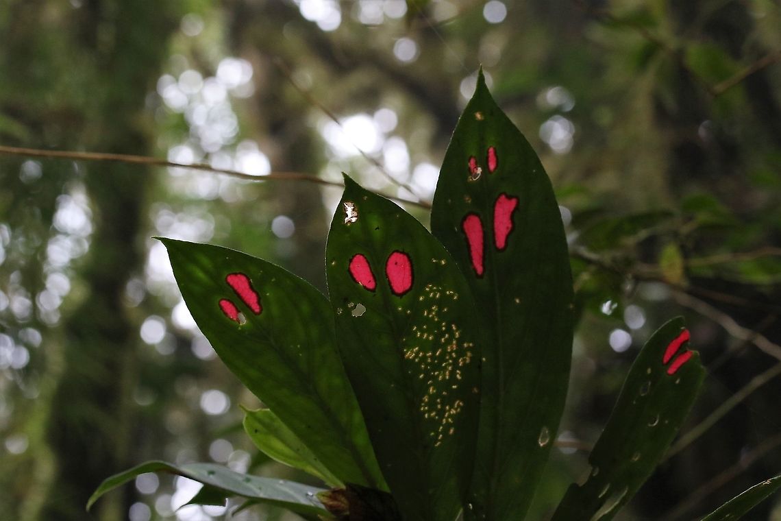 Columnea consanguinea These shine like little jewels in the understorey - not very heart shaped though! Cerro Montezuma,Columnea consanguinea,Tatama National Park