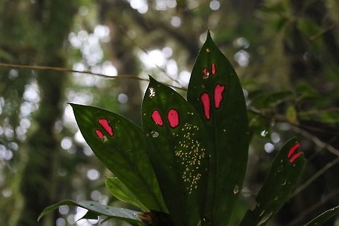 Columnea consanguinea These shine like little jewels in the understorey - not very heart shaped though! Cerro Montezuma,Columnea consanguinea,Tatama National Park