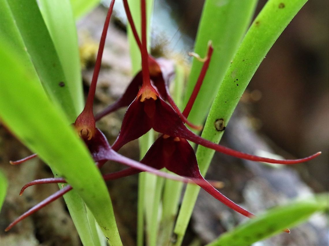 Masdevallia herradurae The Hidden Spider Orchid on Cerro Montezuma Cerro Montezuma,Masdevallia herradurae,Tatama National Park