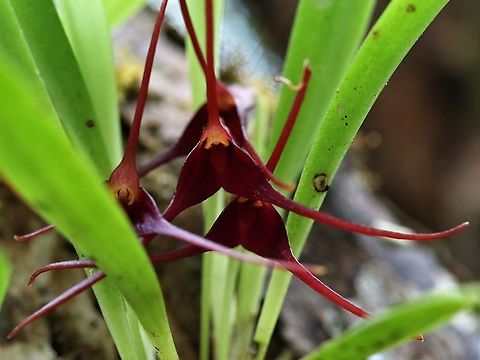 Masdevallia herradurae The Hidden Spider Orchid on Cerro Montezuma Cerro Montezuma,Masdevallia herradurae,Tatama National Park