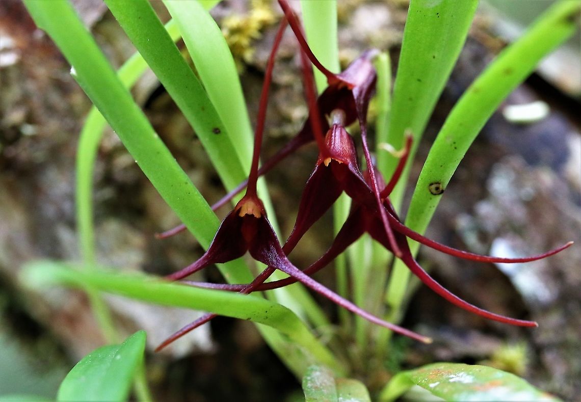 Hidden spider orchid Masdevallia herradurae A masdevallia from above 2,000 metres on Cerro Montezuma Cerro Montezuma,Masdevallia herradurae,Tatama National Park