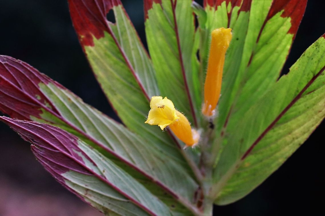 Columnea consanguinea in flower The distinctive red is used used to attract the Green-crowned brilliant down to its flowers for pollination Cerro Montezuma,Columnea consanguinea,Tatama National Park
