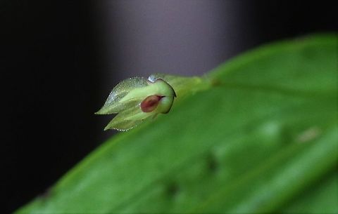 Lepanthes janitor 2 On Cerro Montezuma the Doorkeeper Lepanthes above 2,000 metres Cerro Montezuma,Doorkeeper Lepanthes,Lepanthes janitor,Tatama National Park