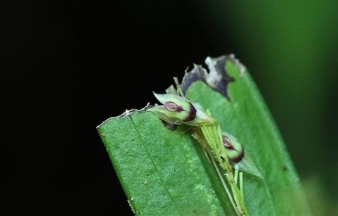 Lepanthes janitor - Doorkeeper Lepanthes Doorkeeper Lepanthes from Cerro Montezuma Cerro Montezuma,Doorkeeper Lepanthes,Lepanthes janitor,Tatama National Park