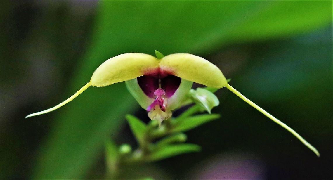 Scaphosepalum grande 2 Another show orchid species from Cerro Montezuma Cerro Montezuma,Scaphosepalum grande,Tatama National Park