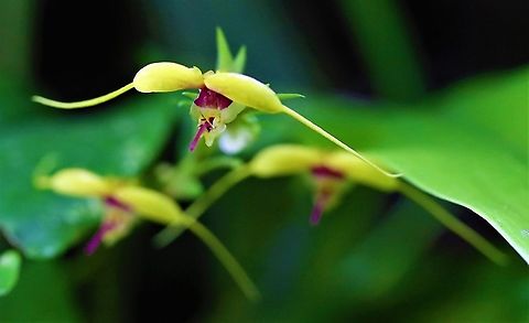 Scaphosepalum grande Cerro Montezuma again - for orchids - reputed to hold well over 550 species Cerro Montezuma,Scaphosepalum grande,Tatama National Park