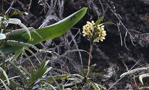 Maxillaria embreei Another wonderful maxillaria from Cerro Montezuma Cerro Montezuma,Embre's Maxillaria,Maxillaria embreei,Tatama National Park
