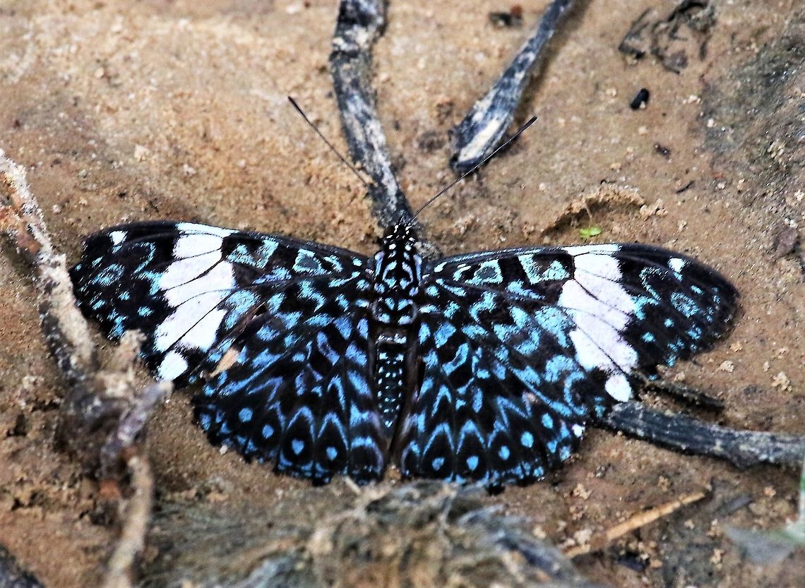 Hamadryas amphinome Red Cracker Red Cracker on sand bank of Rio Ariporo, Colombian Pantanal (Llanos) Hamadryas amphinome,Hato La Aurora,Red Cracker