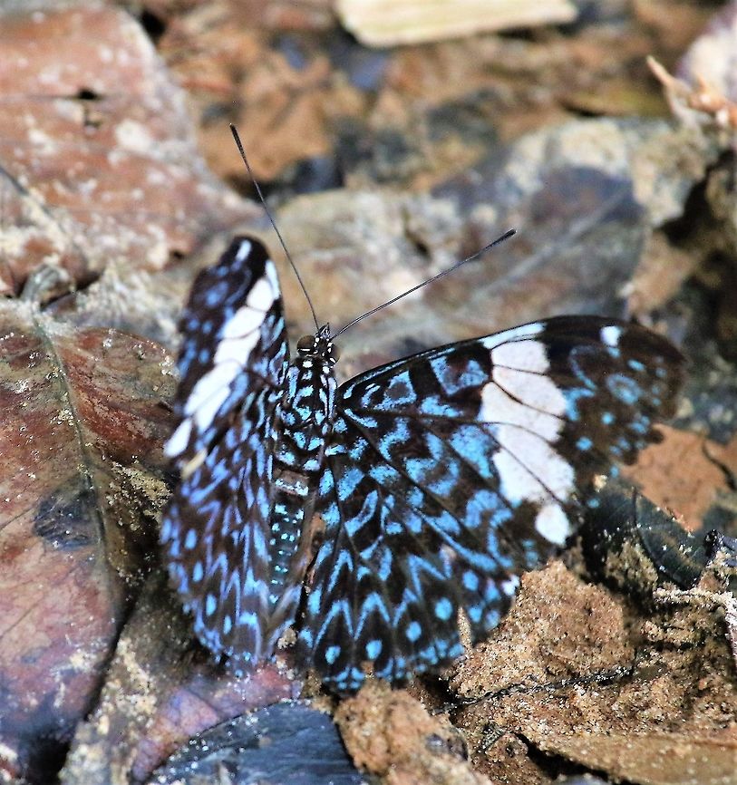Hamadryas aamphinome - Red Cracker Red Cracker on sand bank of Rio Ariporo, Colombian Pantanal (Llanos) Hamadryas amphinome,Hato La Aurora,Red Cracker