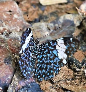 Hamadryas aamphinome - Red Cracker Red Cracker on sand bank of Rio Ariporo, Colombian Pantanal (Llanos) Hamadryas amphinome,Hato La Aurora,Red Cracker