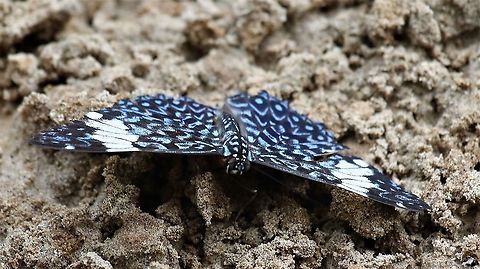 Red Cracker - Hamadryas amphinome Red Cracker on sand bank of Rio Ariporo, Colombian Pantanal (Llanos) Hamadryas amphinome,Hato La Aurora,Red Cracker