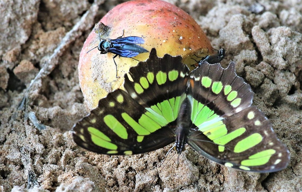 Sipreota Stelenes Malachite On a sandbank of the Rio Ariporo eating mango - Colombian Lllanos Hato La Aurora,Malachite,Siproeta stelenes