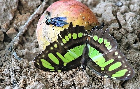 Sipreota Stelenes Malachite On a sandbank of the Rio Ariporo eating mango - Colombian Lllanos Hato La Aurora,Malachite,Siproeta stelenes