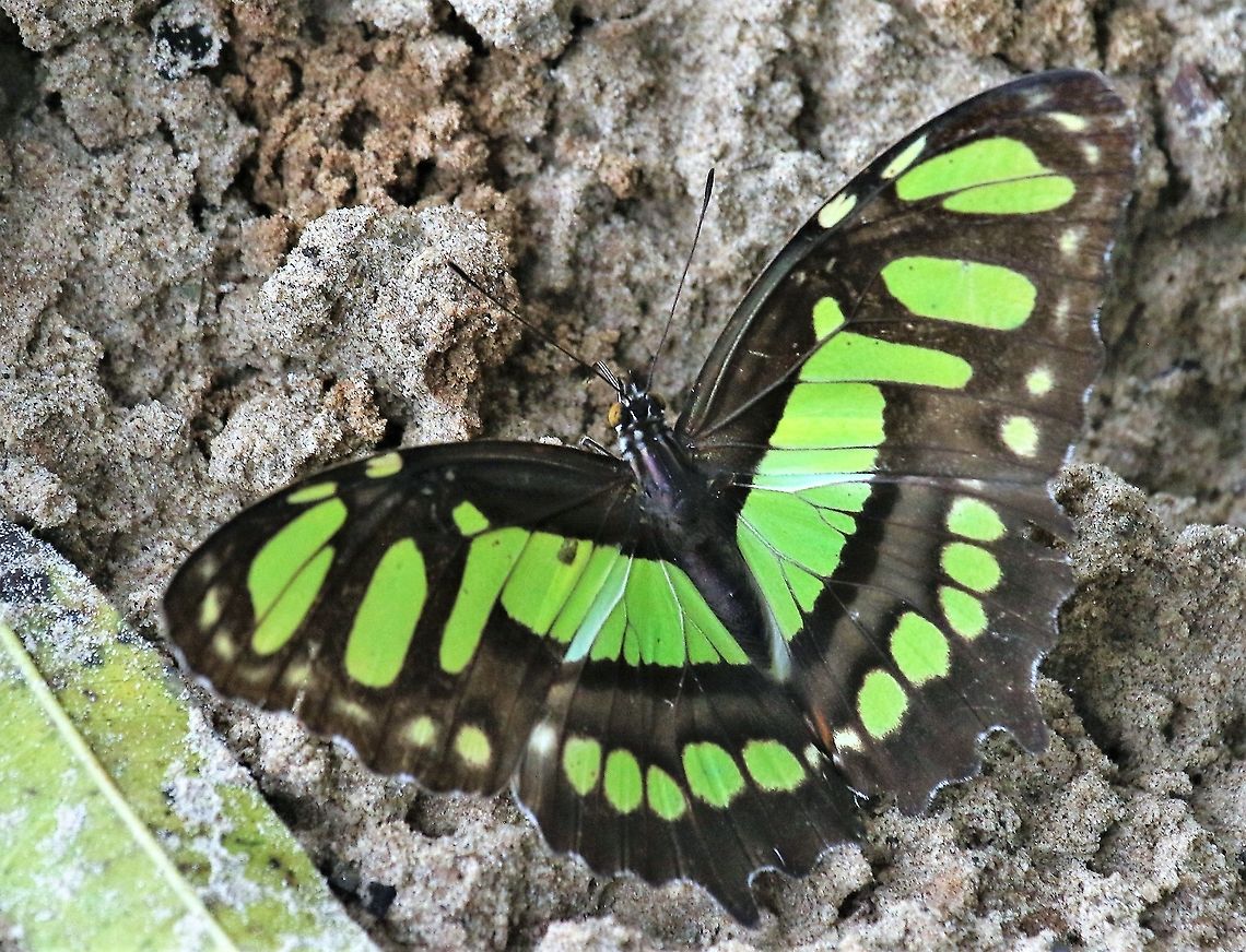 Sipreota Stelenes Malachite On a sandbank of the Rio Ariporo - Colombian Lllanos Hato La Aurora,Malachite,Siproeta stelenes