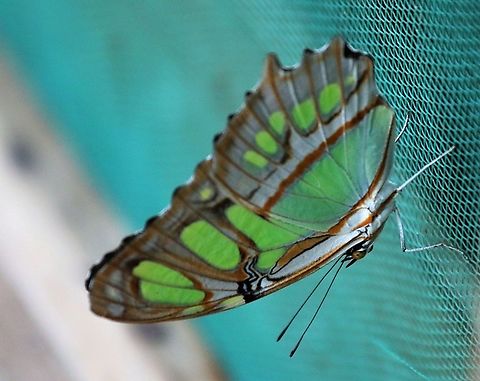 Sipreota Stelenes Malachite At Hato La Aurora - Colombian Lllanos Hato La Aurora,Malachite,Siproeta stelenes
