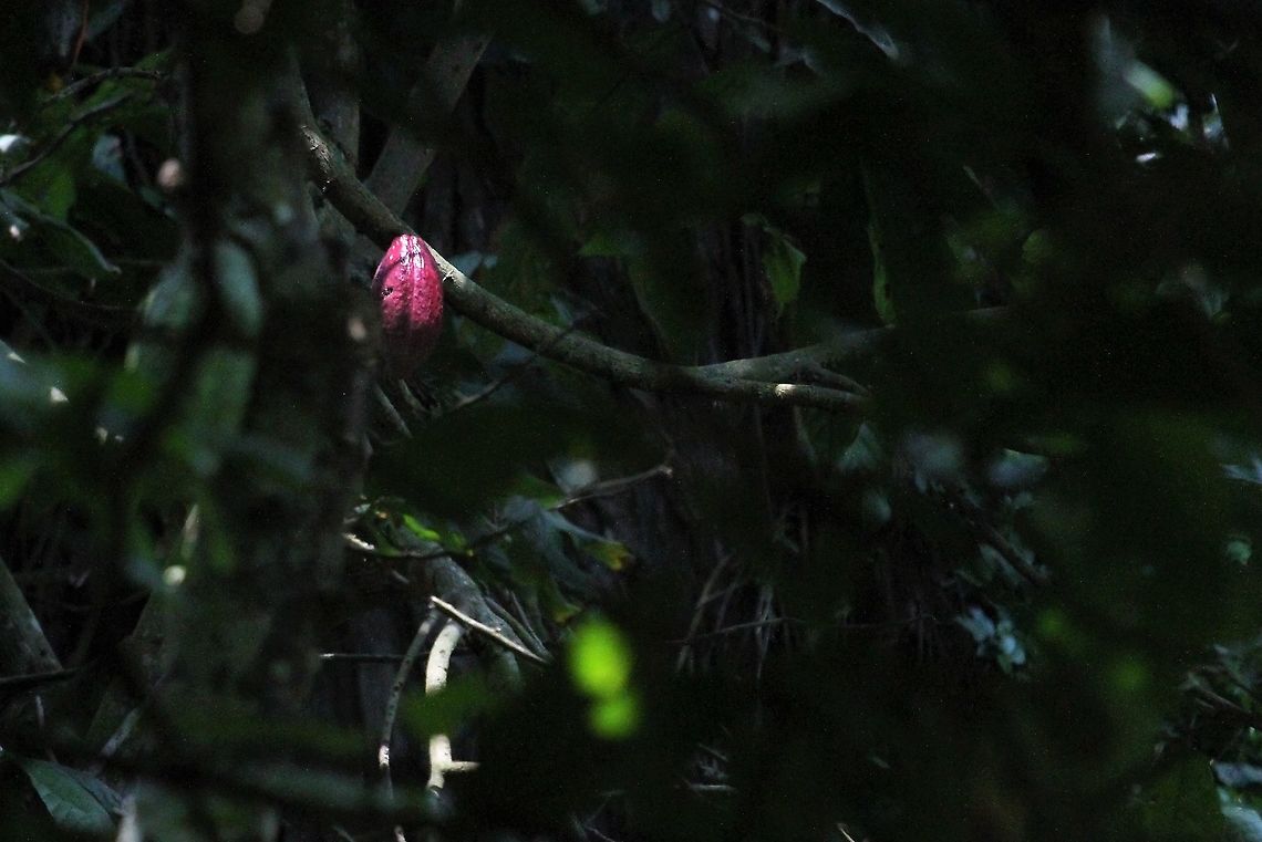Cacao fruit in Henri Pittier National Park A flash of colour in the rainforest Cacao tree,Henri Pittier National Park,Theobroma cacao