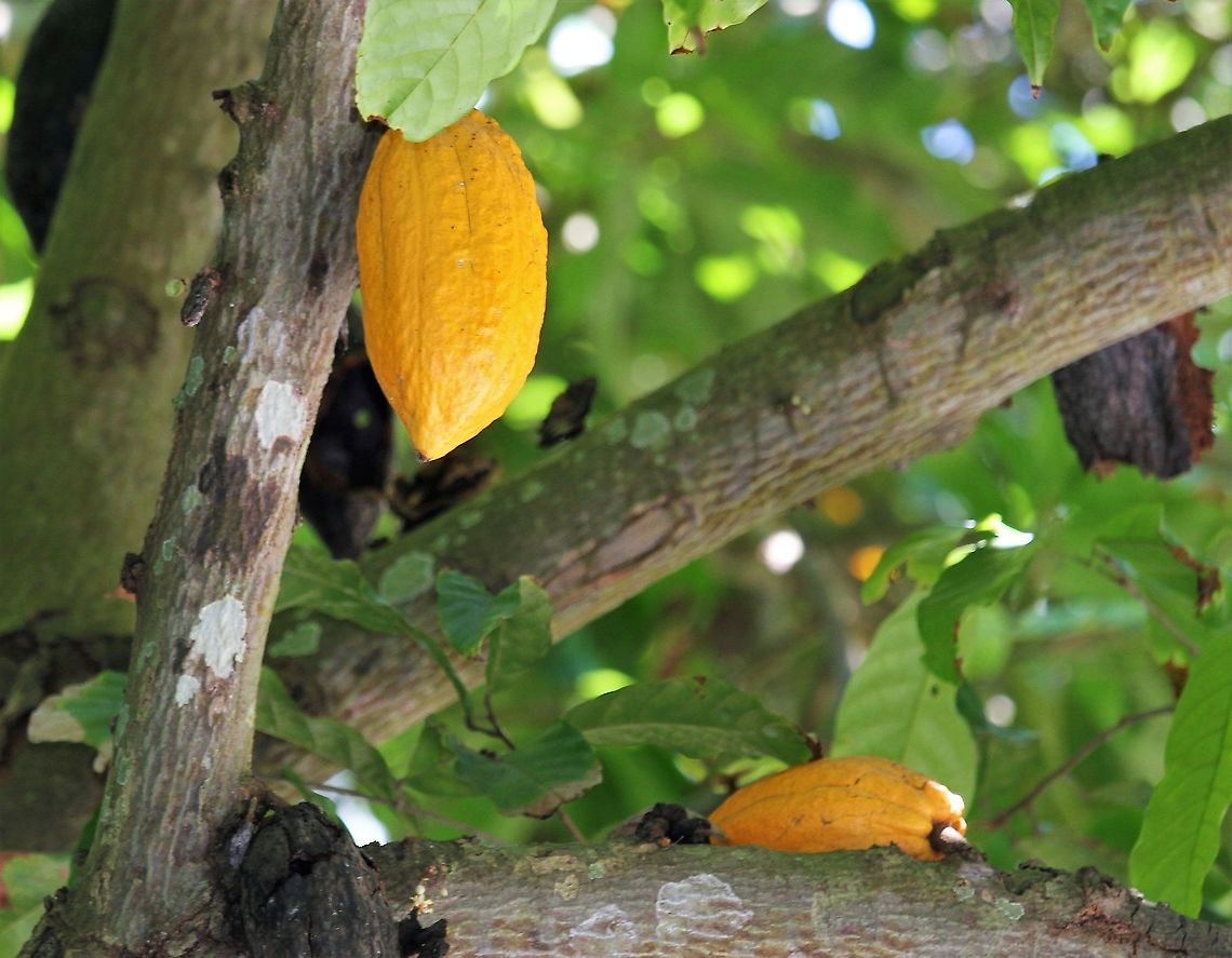 Cacao Fruit Growing near caribbean Cacao tree,Theobroma cacao