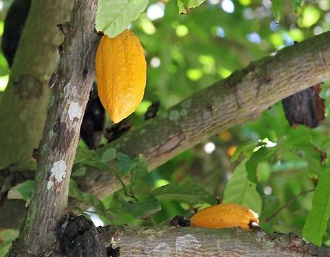 Cacao Fruit Growing near caribbean Cacao tree,Theobroma cacao