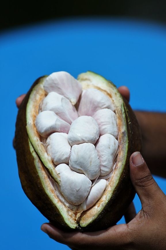Cacao Fruit Cacao fruit growing wild in Orinoco Delta Cacao tree,Orinoco Delta,Theobroma cacao