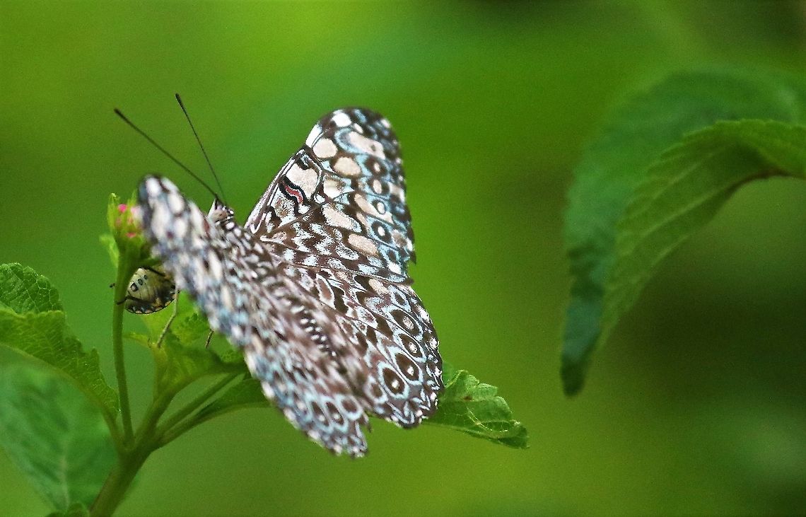 Variable Cracker, Hamadryas Feronia This Cracker seen at Hato La Aurora in the Colombian Llanos near the Rio Ariporo.  Also known as Blue Cracker (as opposed to the one which looks blue but is the Red Cracker) Hamadryas feronia,Hato La Aurora,Variable cracker