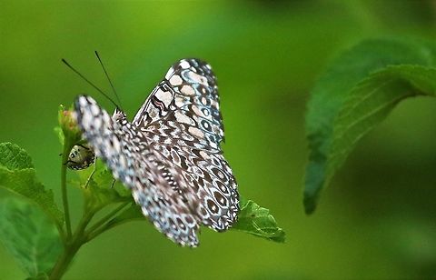 Variable Cracker, Hamadryas Feronia This Cracker seen at Hato La Aurora in the Colombian Llanos near the Rio Ariporo.  Also known as Blue Cracker (as opposed to the one which looks blue but is the Red Cracker) Hamadryas feronia,Hato La Aurora,Variable cracker