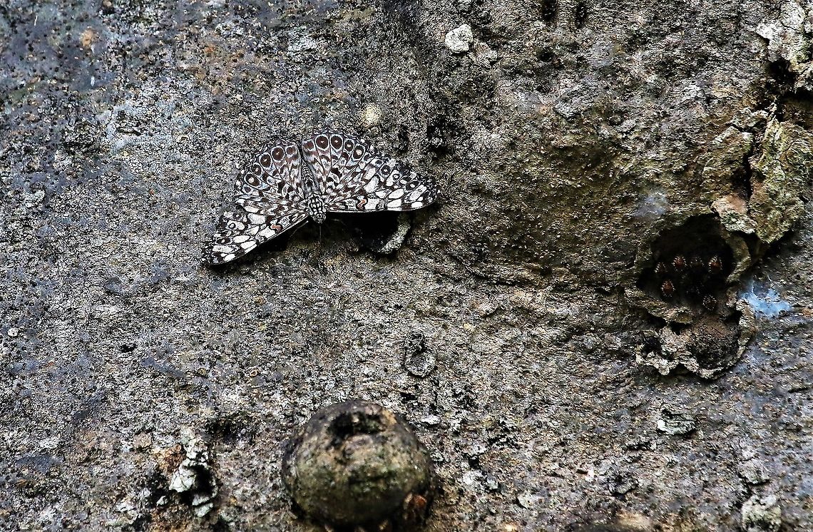 Variable Cracker Variable Cracker showing its wonderful camouflage on a tree trunk at Hato La Aurora Hamadryas feronia,Hato,Variable cracker