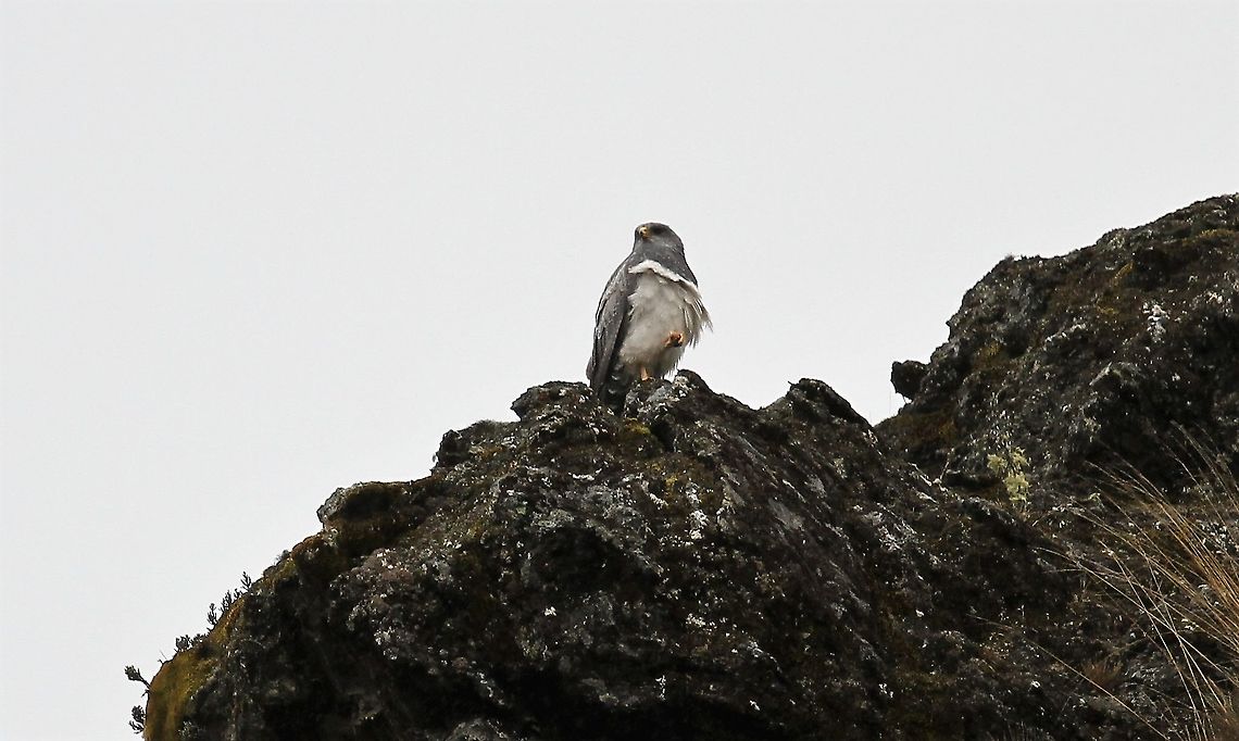 Black-chested Buzzard-eagle with photos of climbing flight attached This beautiful bird was spotted at over 4,000 metres on the paramo above Apartaderos Black-chested buzzard-eagle,Geranoaetus melanoleucus,Paramo