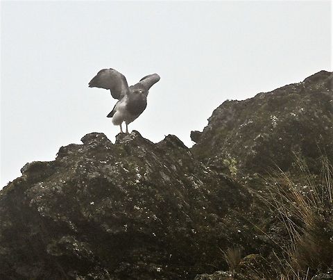 Black-chested buzzard-eagle From above 4,000 metres on the Paramo, this magnificent bird of prey Black-chested buzzard-eagle,Geranoaetus melanoleucus,Páramo