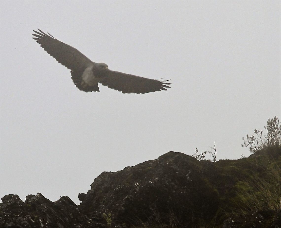 Black-chested Buzzard-eagle Above the Paramo at over 4,000 metres Black-chested buzzard-eagle,Geranoaetus melanoleucus,Páramo