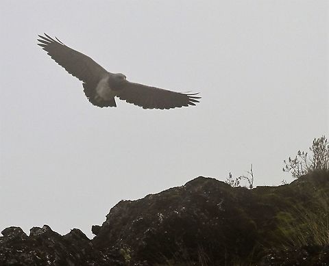 Black-chested Buzzard-eagle Above the Paramo at over 4,000 metres Black-chested buzzard-eagle,Geranoaetus melanoleucus,Páramo