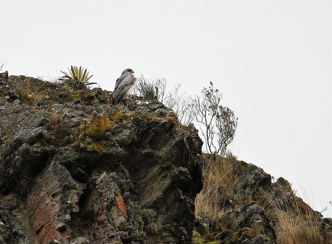 Black-chested Buzzard-eagle Above 4,000 metres on the Paramo Black-chested buzzard-eagle,Geranoaetus melanoleucus,Páramo