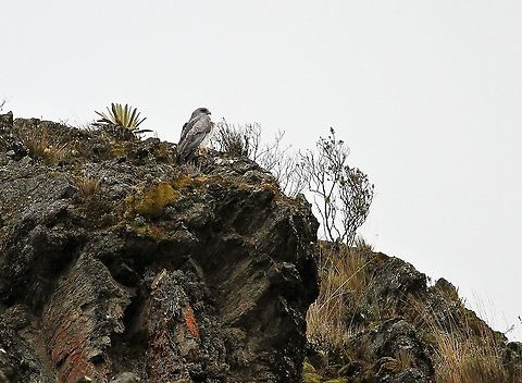 Black-chested Buzzard-eagle Above 4,000 metres on the Paramo Black-chested buzzard-eagle,Geranoaetus melanoleucus,Páramo