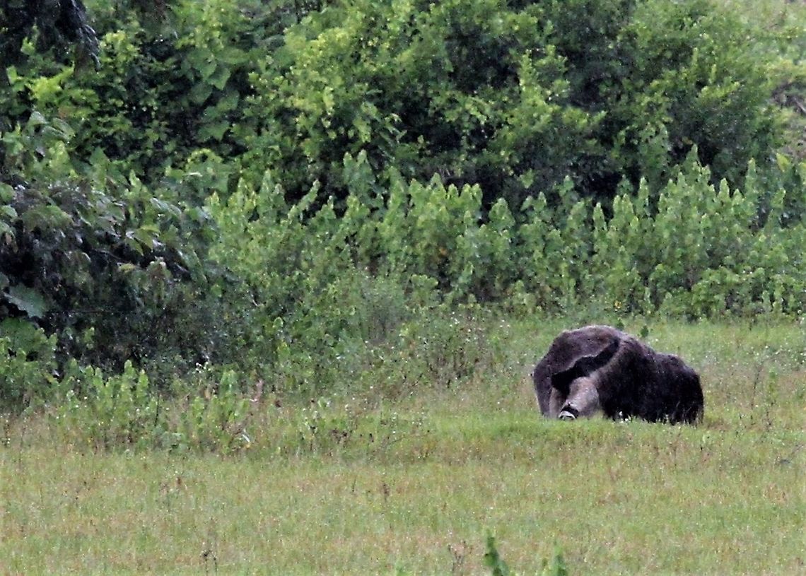 Giant Anteater Giant Anteater at distance - Hato El Cedral Giant anteater,Hato El Cedral,Los Llanos,Myrmecophaga tridactyla