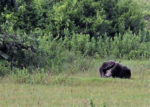 Giant Anteater Giant Anteater at distance - Hato El Cedral Giant anteater,Hato El Cedral,Los Llanos,Myrmecophaga tridactyla