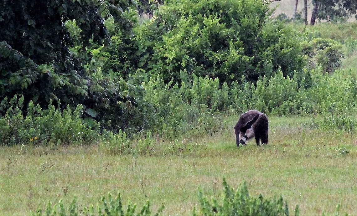 Giant Anteater Giant Anteater within Los Llanos Giant anteater,Hato El Cedral,Los Llanos,Myrmecophaga tridactyla