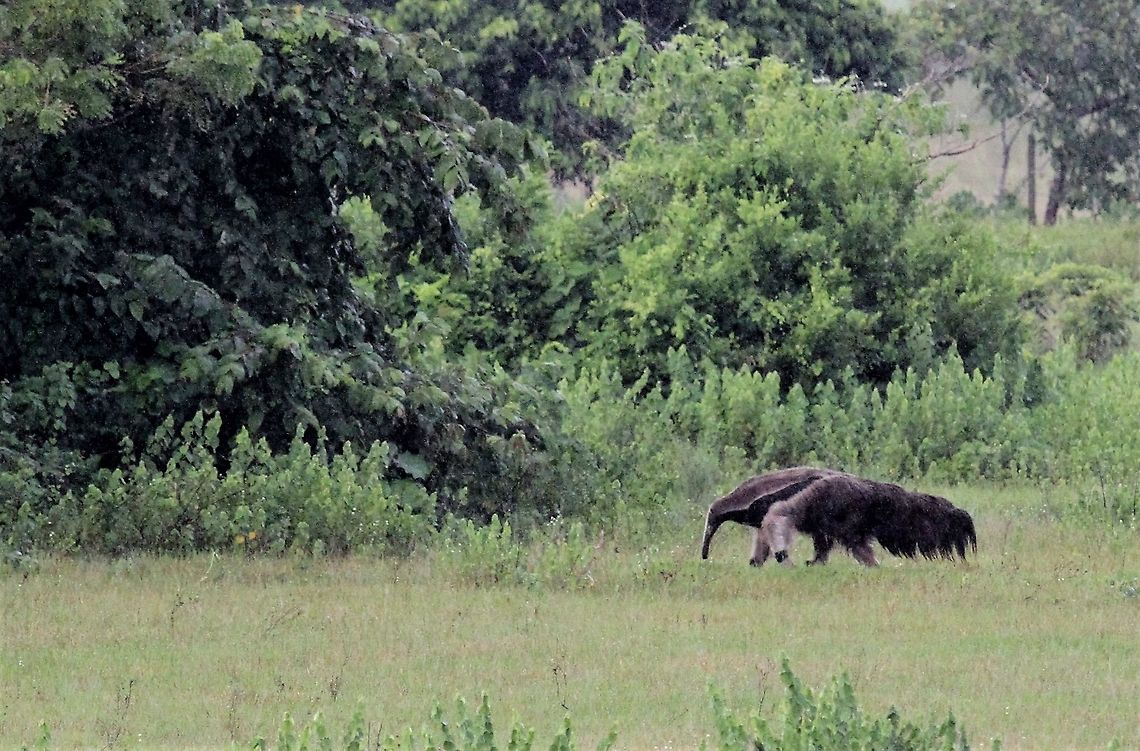Giant Anteater Giant Anteater ahead of a rain storm Giant anteater,Hato El Cedral,Los Llanos,Myrmecophaga tridactyla