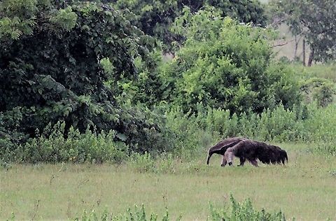 Giant Anteater Giant Anteater ahead of a rain storm Giant anteater,Hato El Cedral,Los Llanos,Myrmecophaga tridactyla