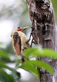 Cream-coloured Woodpecker Found in the Orinoco Delta at the Orinoco Delta Lodge Celeus flavus,Cream-colored woodpecker,Orinoco Delta