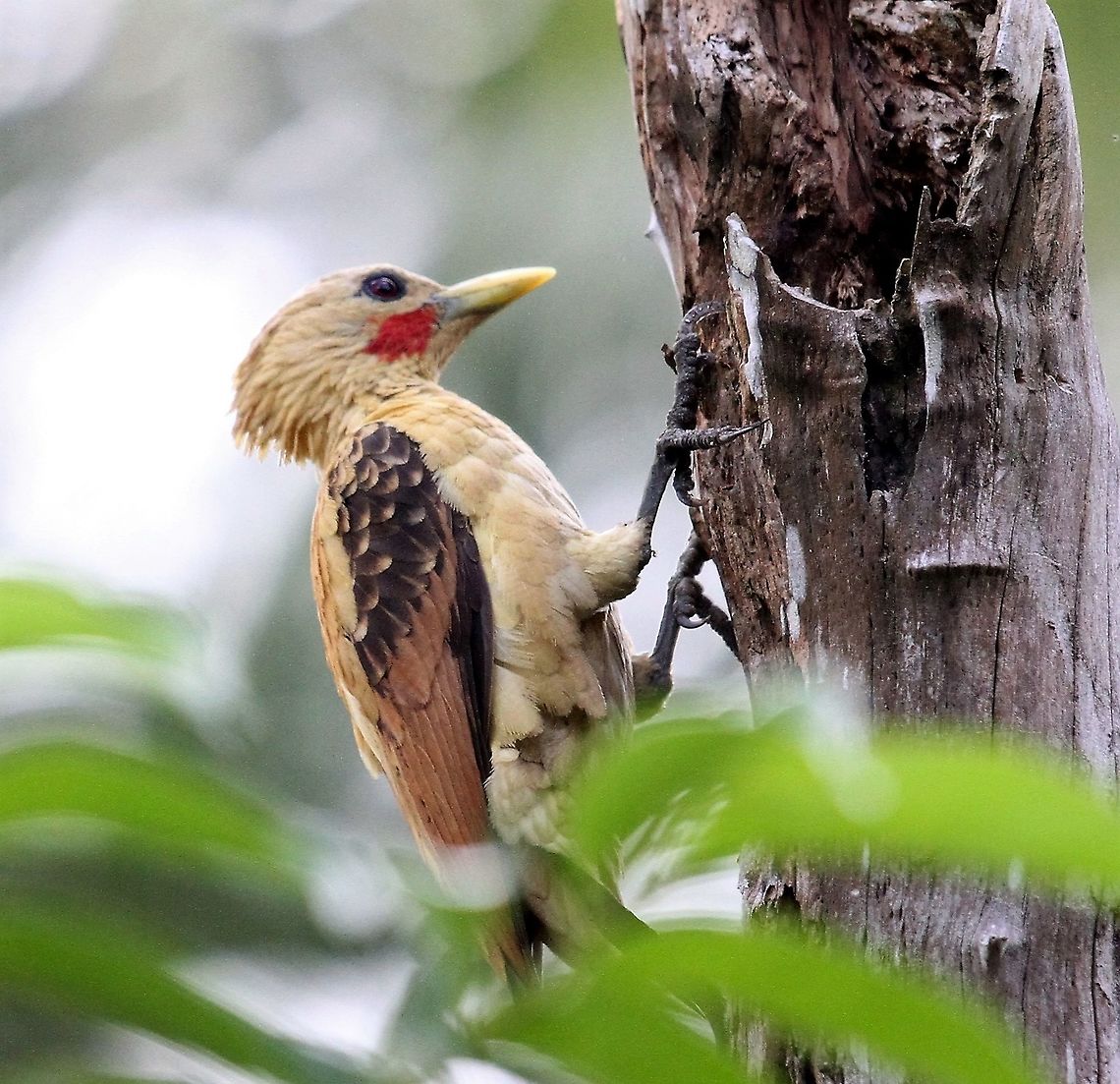 Cream-coloured Woodpecker This distinctive woodpecker in the Orinoco Delta Celeus flavus,Cream-colored woodpecker,Orinoco Delta