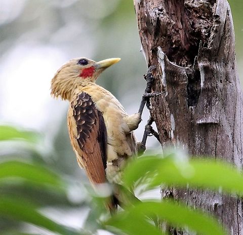 Cream-coloured Woodpecker This distinctive woodpecker in the Orinoco Delta Celeus flavus,Cream-colored woodpecker,Orinoco Delta