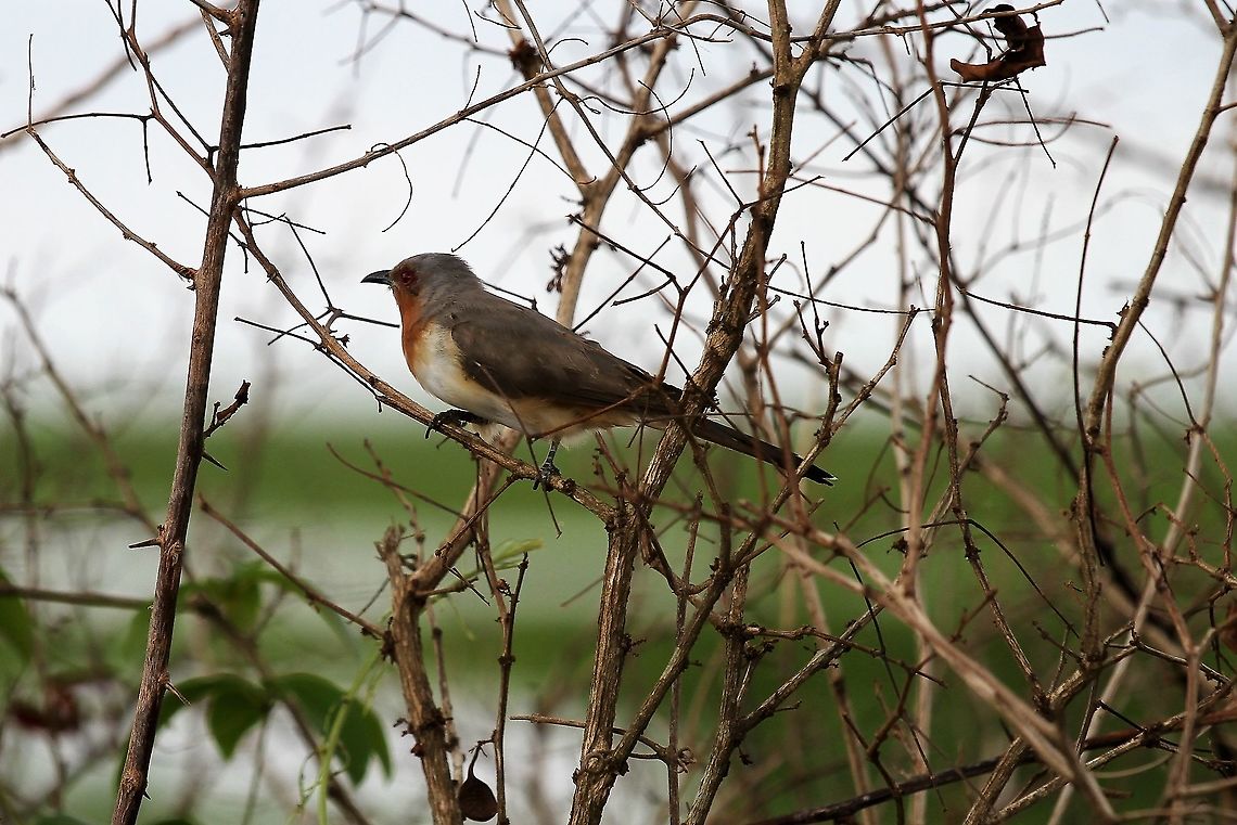 Dwarf Cuckoo This cuckoo seen at Hato El Cedral Coccycua pumila,Dwarf cuckoo,Hato,Los Llanos