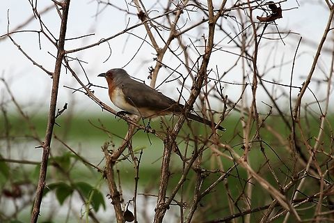 Dwarf Cuckoo This cuckoo seen at Hato El Cedral Coccycua pumila,Dwarf cuckoo,Hato,Los Llanos