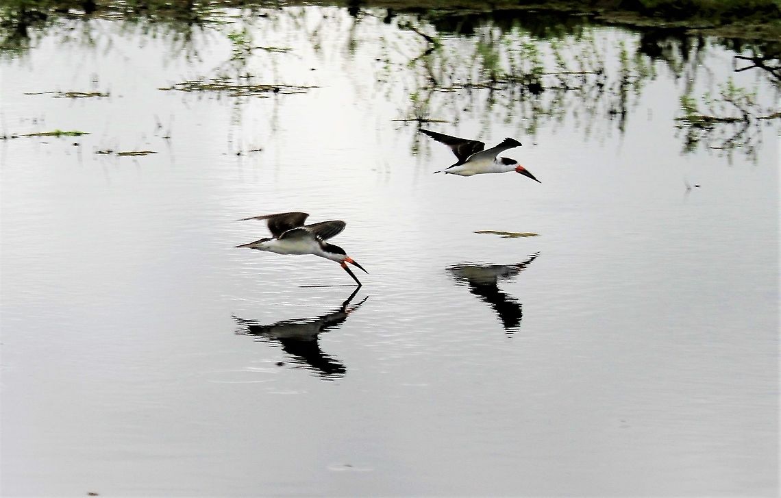 Black Skimmer Black Skimmer feeding at Hato El Cedral Black Skimmer,Hato El Cedral,Los Llanos,Rynchops niger