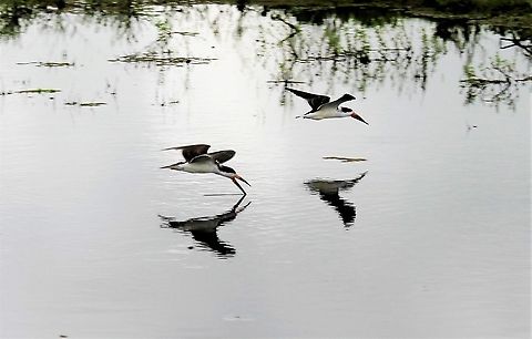 Black Skimmer Black Skimmer feeding at Hato El Cedral Black Skimmer,Hato El Cedral,Los Llanos,Rynchops niger