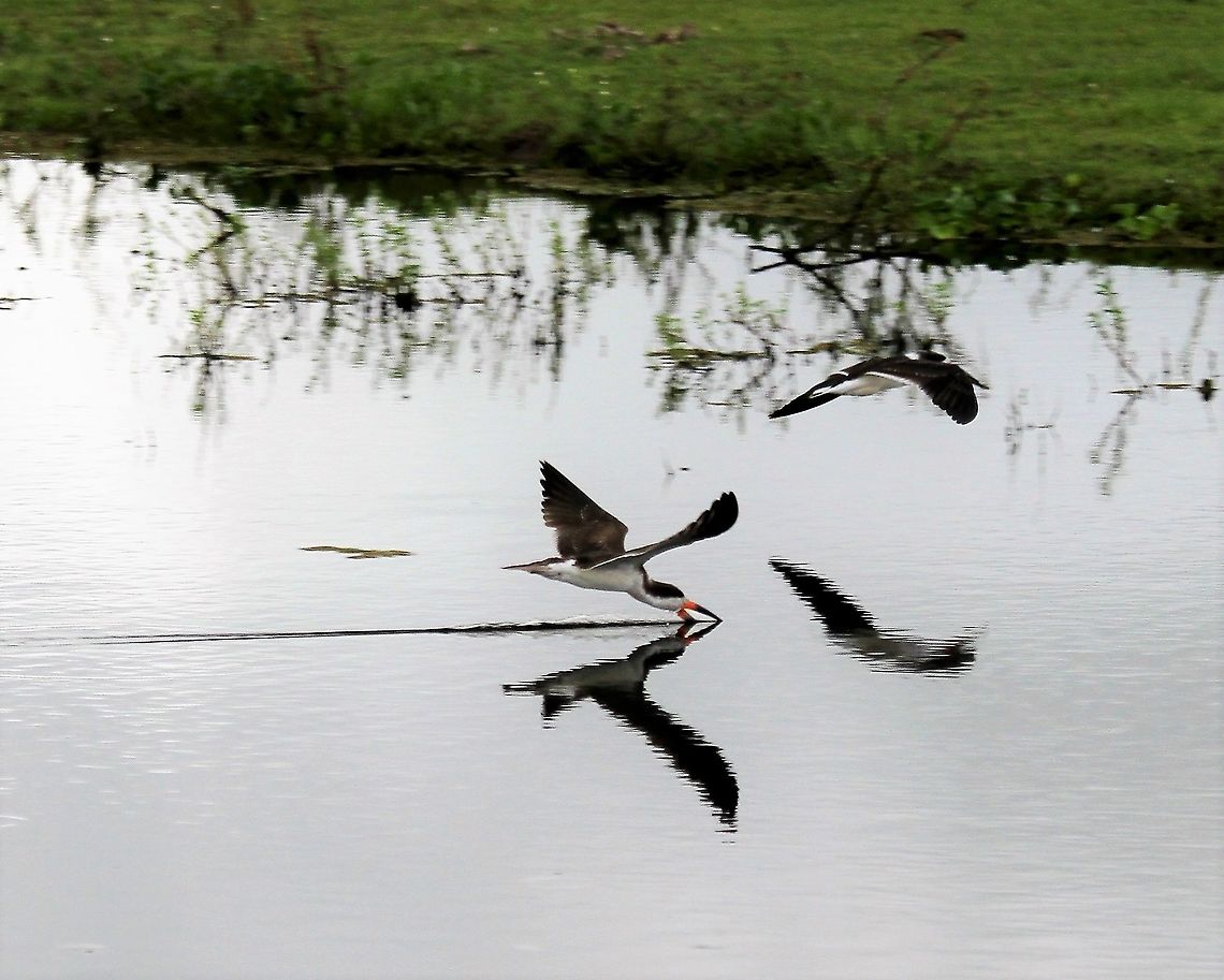 Black Skimmer Feeding at Hato El Cedral Black Skimmer,Hato El Cedral,Los Llanos,Rynchops niger