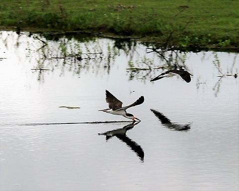 Black Skimmer Feeding at Hato El Cedral Black Skimmer,Hato El Cedral,Los Llanos,Rynchops niger