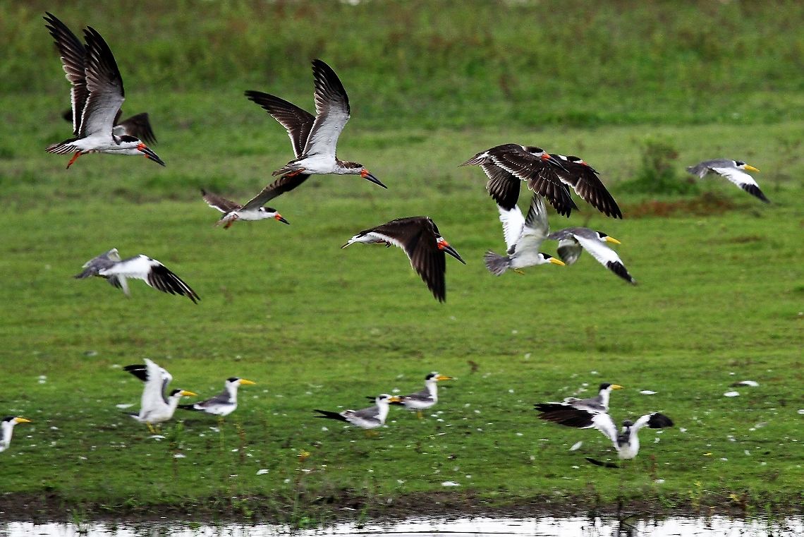 Black Skimmer Seen at Hato El Cedral in a mixed tern flock Black Skimmer,Hato El Cedral,Los Llanos,Rynchops niger